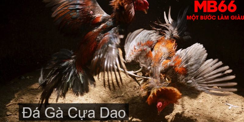Theo dõi trận đấu trước - Kinh nghiệm hay chơi đá gà cựa dao