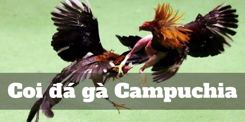 Tìm hiểu chi tiết luật chơi đá gà Campuchia